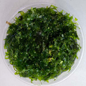 Subwassertang Moss Container Buy 1 Get 1 Free $10 + $11 Postage ($0 NSW C&C)
